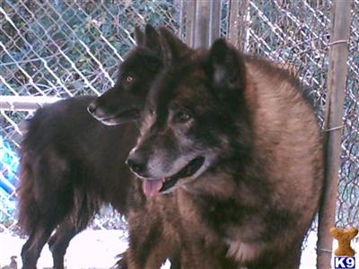 Wolf Dog Puppies for Sale